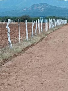 MANTENIMIENTO AL TASTE “EL LLANO” COMO PARTE DE LA CAMPAÑA DE LIMPIEZA